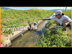 田舎の魚だらけの水路でタナゴ釣り
