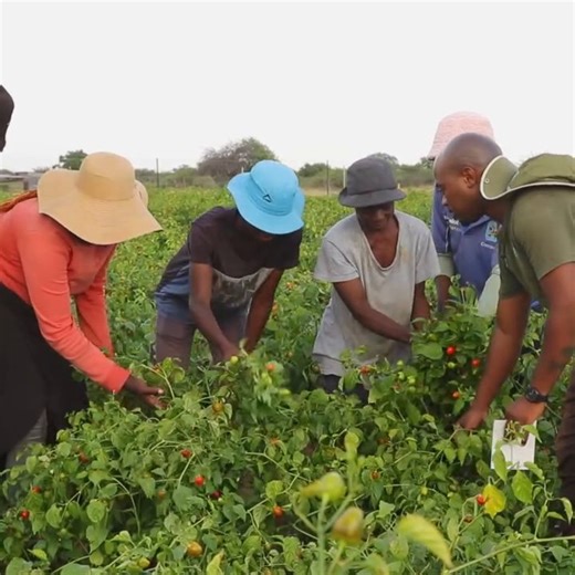 4.3K views · 19 reactions | #LivingLand| Today on Living Land, we meet the Tshali brothers, innovators in mixed farming. Join us today at 11h00 as we delve into their lives. #Retshwerevibe | SABC2youbelong | Facebook