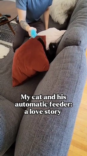 1M views · 19K reactions | Beautiful! I love you!. #cutecat #catlover #funny #cute #cat #catsofreels #kitten #kittensof #reels | Hope For Pets | Facebook