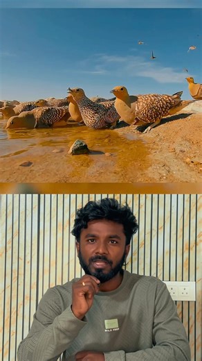 ఎడారిలో బ్రతికే ఒకే ఒక్క పక్షి #shorts #facts #trendingshorts #birds #animals #telugu