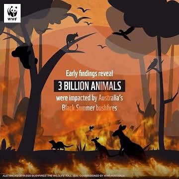 Nearly 3 Billion Animals Impacted by the Australian Bushfires | WWF-Australia