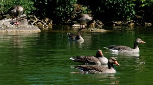 Goose, Greylag Goose, Water Bird. Free Stock Video