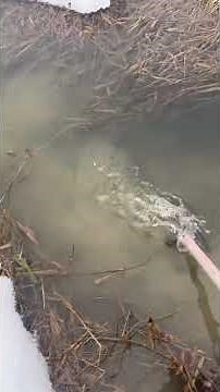 Colony trap action for mink and muskrat #minktrapping #watertrapping #muskrattrapping #realfur