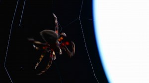 Close up of a spider building a web 1 | Premium Stock Video Footage