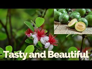 Pineapple Guava Plant | Beautiful Evergreen With Edible Fruit (Feijoa)