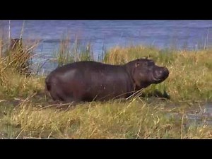 Hippo charge Okavango Delta