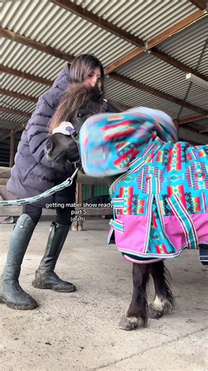 Preparing for the Show: Bridle Training Insights