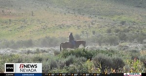 Nevada Backroads - Range Sheep