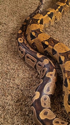 Snakes Are Incredible Pets #reptiles #snake #ballpython #boaconstrictor