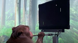 Dank Elon Musks Neuralink: Dieser Affe spielt Pong – mit seinen Gedanken