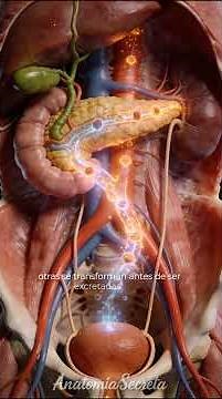 🫀 THE LIVER | Parts of the Human Body #163