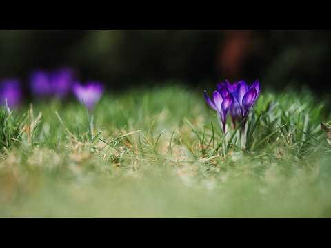 First Signs of Spring