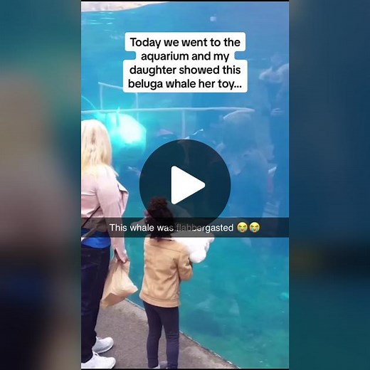 The beluga whale’s reaction was INCREDIBLE 😭😭😭 Follow @Pubity for more #Pubity (Britt Whitney via @ViralHog)