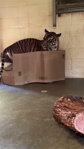 Sumatran tiger uses Amazon box as a toy at the Phoenix Zoo