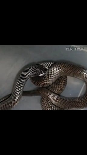 28K views · 336 reactions | Black king snake eats hamsters | Insect Forest | Facebook