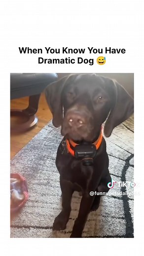 Dramatic Doggies Making Us Laugh