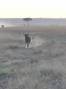 The never-ending chase between the hungry hyena and the skinny wildebeest | Nature Of Worlds