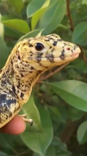 Sulfur Asian water monitor