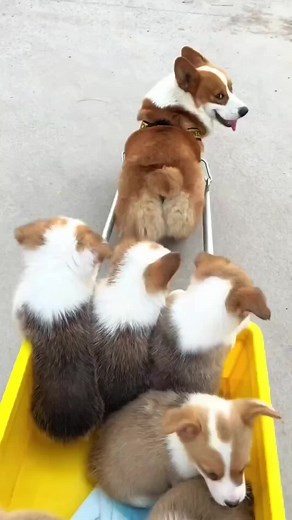 Check out the shop in our profile description for more amazing Corgi goodies! 🛍️ 🌟 For more delightful Corgi content, don't forget to follow @corgiclub Spread the love and share our reels with fellow Corgi enthusiasts. 🐾💕 #corgi #corgisofinstagram #corgination #corgilove #corgipuppy #corgilife #dogsofinstagram #corgigram #corgicommunity #dog #corgis #puppy #corgiworld #corgiaddict #pembrokewelshcorgi #dogs #welshcorgi #corgistagram #corgibutt #corgiplanet #puppiesofinstagram #dogstagram #cor