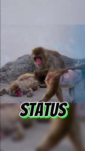 Boss Akira STARES DOWN Punch's Bully who Attacked Yesterday! 🐒 #punch #パンチくん #shorts #fyp #viral
