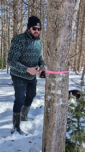 Spring has sprung #maple #maplesyrup #sugarseason