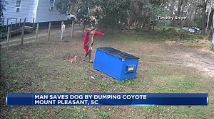 COYOTE CAUGHT BY THE TAIL! 🤯 This guy took matters in to his own hands to protect his dog...literally 🐾 | Tim Elliott