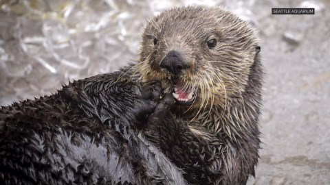 Seattle Aquarium welcomes new otter