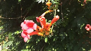 Blooming Campsis radicans close up. Breeze blowing the orange flowers, the bee gathers honey. Out of focus floral background. Trumpet creeper, also known as cow itch vine or hummingbird vine.