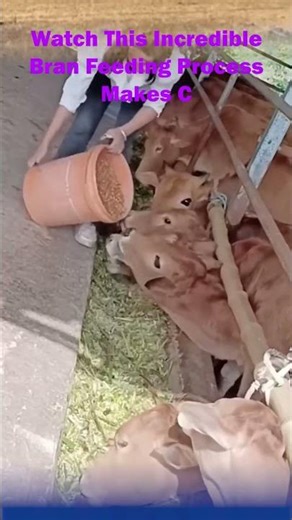 Watch This Incredible Bran Feeding Process Makes Cows Thrive!