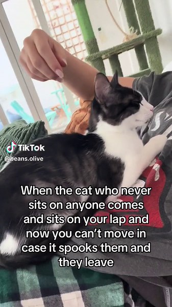 Stay Calm: When the Cat Who Never Sits on Anyone Comes