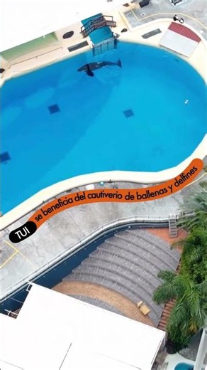 TUI se beneficia del sufrimiento de cetáceos.