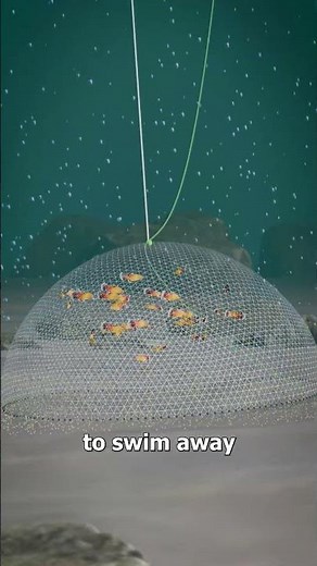 How A Cast Net Works 🤔
