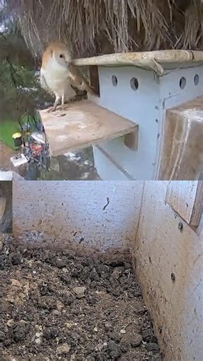 🦉🌳 Quiet Transition: Barn Owl Male Leaves Nest Box to Roost in Tree