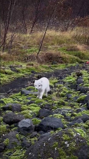 🥹🥹 how cute is this arctic fox? They are super rare to find in Iceland but with a super Jeep you