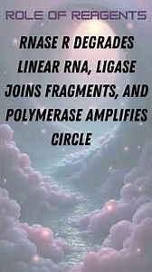 Circular RNA Sequencing