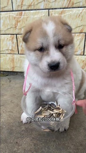 Meet Xiao Bai: The Clingy Chinese Village Dog