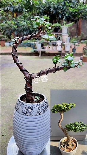 Jade Plant Bonsai Pruning That Feels So Relaxing part 2177