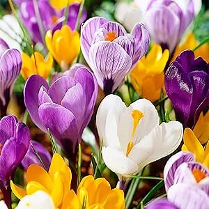 Garden State Bulb Large Flowering Mixed Crocus Flower Bulbs, 8/9cm, Fall Planting (Bag of 50)