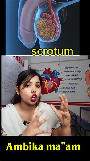 male reproductive system 😀 #facts #youtubeshorts #biology #ytshorts #neetaspirents #sciencefacts