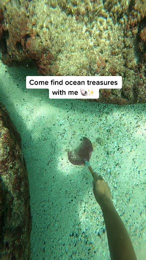 Treasure Hawaii on TikTok