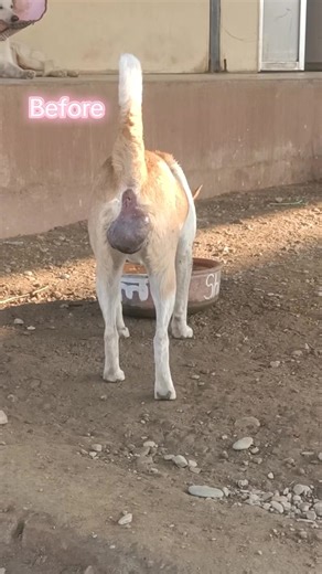 Understanding Hepatoid Gland Tumors in Dogs