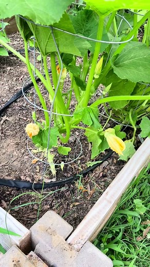 Benefits of Growing Squash Vertically: How to Prune Spaghetti Squash Plants