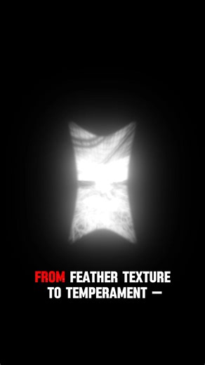 The Art of Selective Breeding Selective breeding is more than a science — it’s an art refined over centuries. Long before modern genetics, caretakers relied on keen observation and instinct. They studied every trait — from feather texture to temperament — and learned how to combine the best qualities of each generation. Through patience and record-keeping, they created birds that carried not only physical excellence but also the endurance of their bloodlines. It wasn’t about producing many — it 