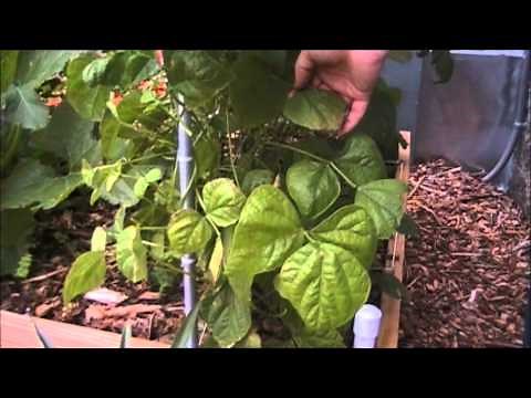 EASY plant fungus remedy - works with mildew, blight and lots of others