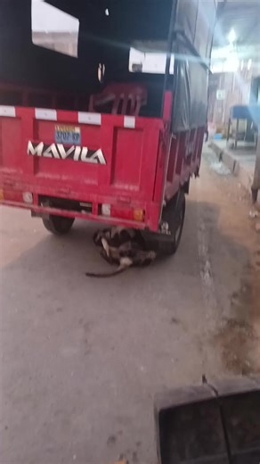 Videos de Percy Pescoran (@percy.pescoran) con “original sound - songs9xl22”