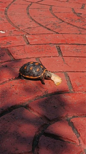 Just our red footed tortoise eating
