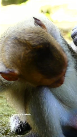 1.8K views · 15 reactions | Naughty big-headed baby monkey refuses to grow up and still drinks mom’s milk every day, making the mother so tired but still patient — a heartwarming and funny scene deep in the wild jungle! #fypviralシ #cute #monkey #monkeys #animal #babymonkey #reel #facebookviral #fblifestyle | Monkey Of Cambodia | Facebook