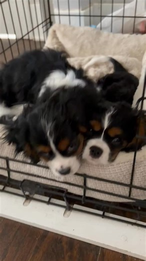 Little guy on the right is still available for a guardian home! Message me! | Cuddle Up Pups WI