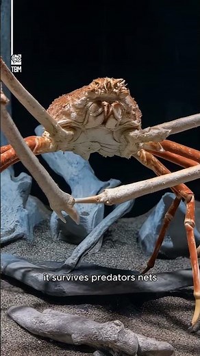 Meet the World’s Largest Crab