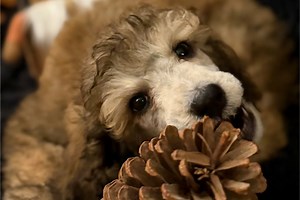 Thomas - Standard Poodle Puppy 4F6DE8